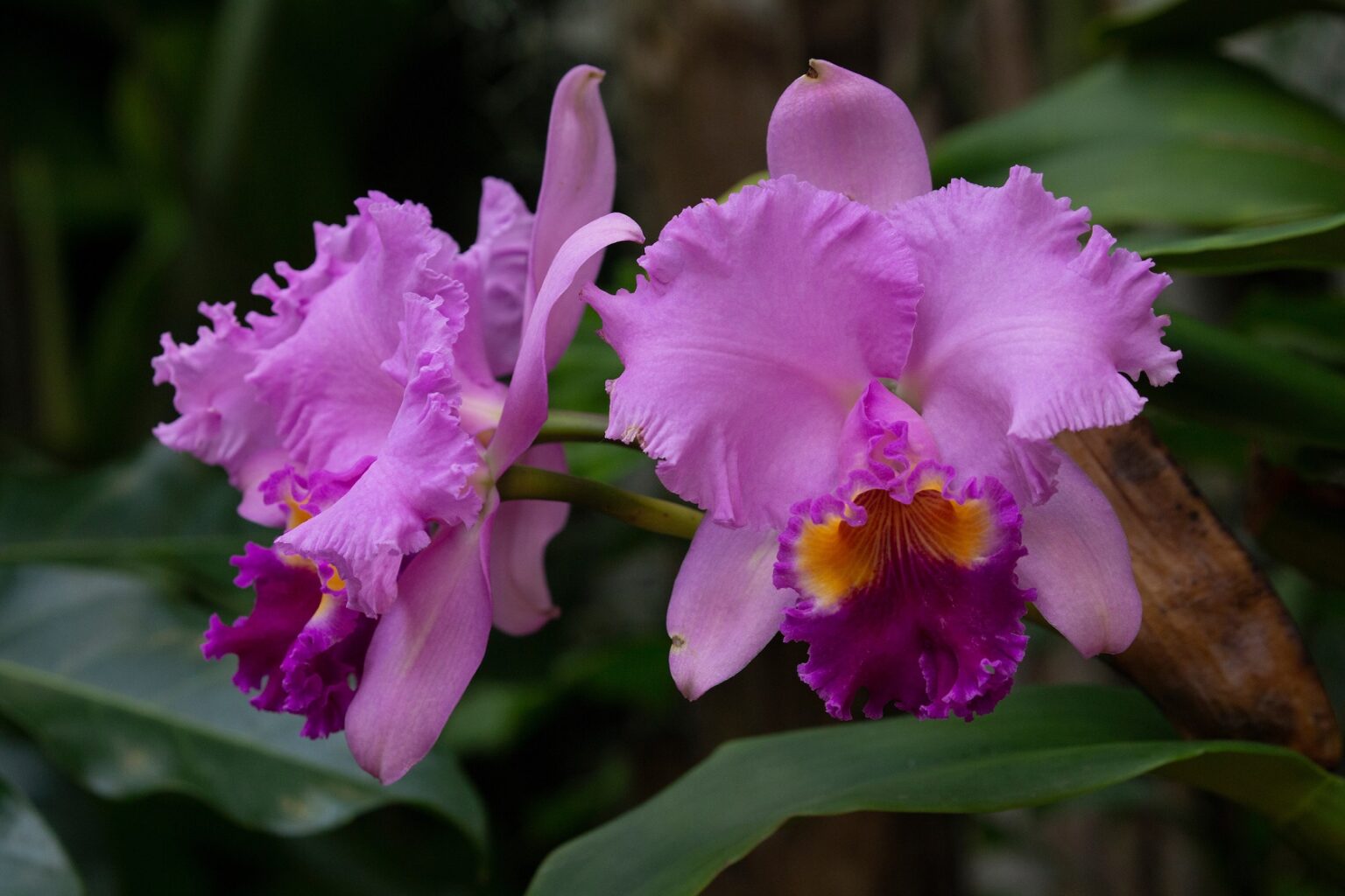 Back in Bloom: Orchid Show Returns to the Garden – GAZELLE MAGAZINE