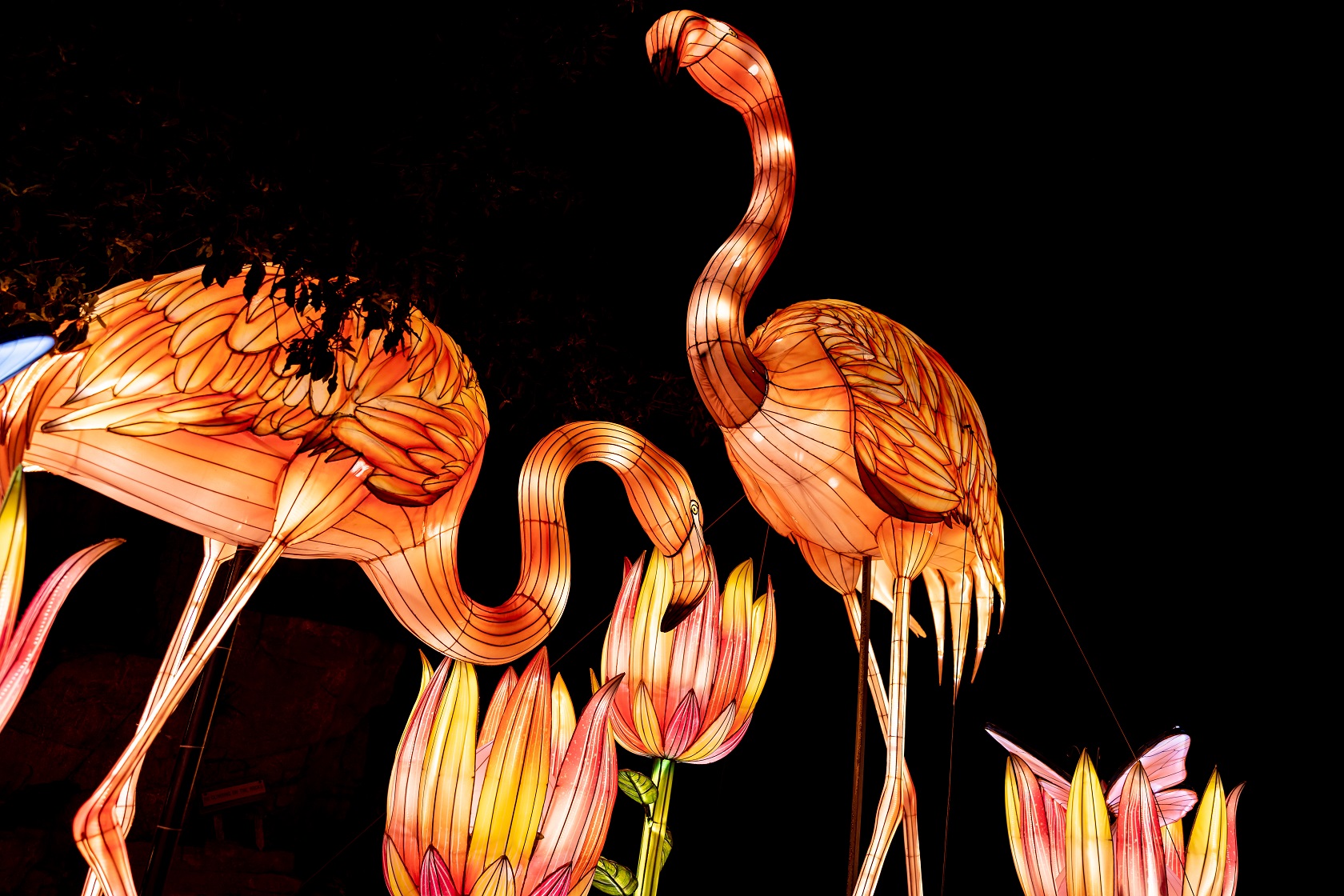 LargerthanLife Lanterns to Light Up Saint Louis Zoo GAZELLE MAGAZINE